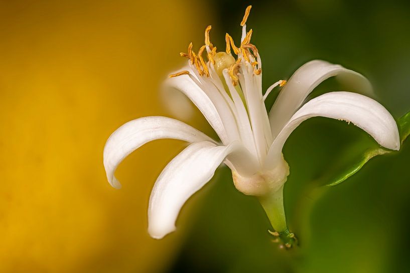 Lemon Blossom by Hans-Jürgen Janda