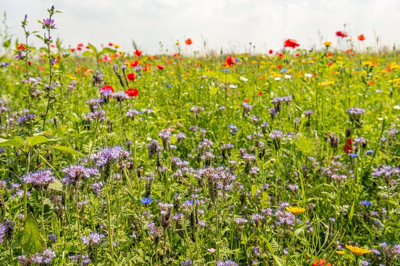 Lila blühende Phacelia und andere Blumen in einem Feldrand von Ruud Morijn