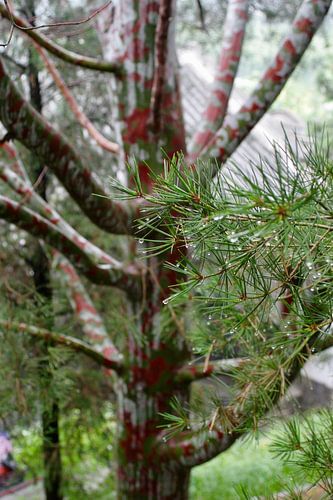 Naaldboom met druppels in China