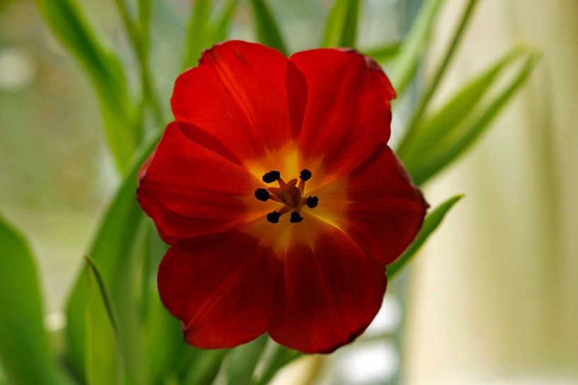 Makro-Fotografie Blumen von wil spijker