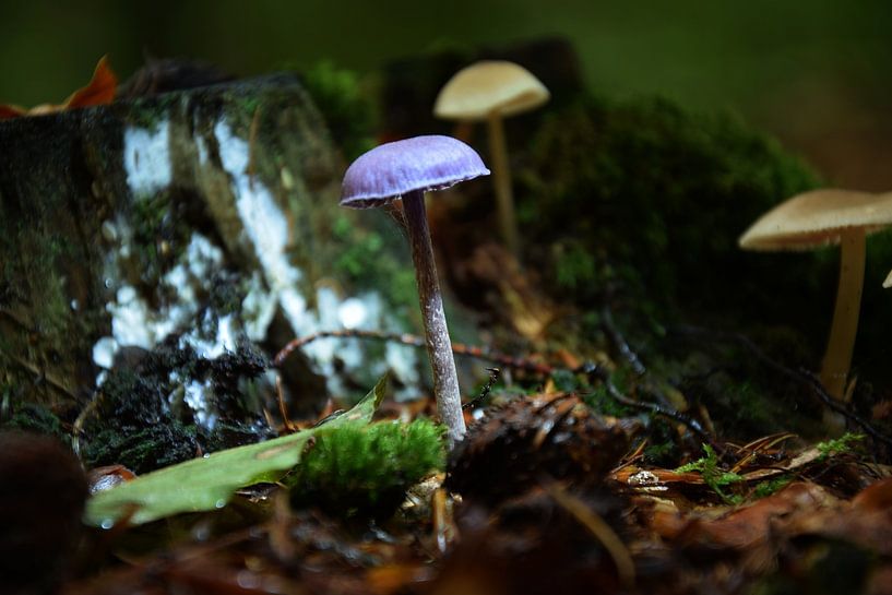 Petit champignon par Huub Westendorp