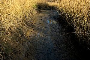 Schlammige Linie