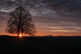 Tree with sunrise by Moetwil en van Dijk - Fotografie
