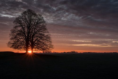 Kleurige zonsopkomst bij boom alone
