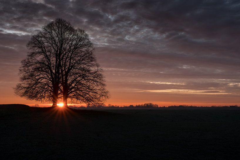 Tree with sunrise by Moetwil en van Dijk - Fotografie
