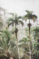 Forêt tropicale