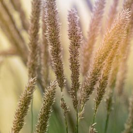 Reed plumes in the summer sun by Patricia van Kuik