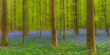 Wilde hyacinten bloemen in het bos in het voorjaar