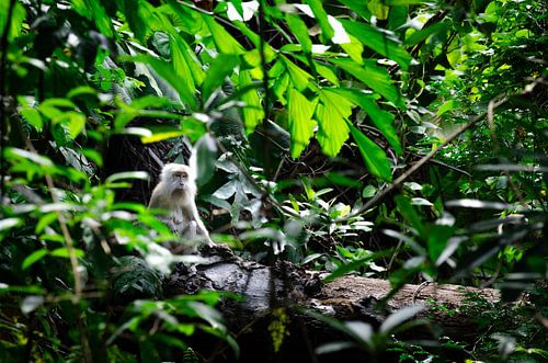 Affenbeobachtung in Malaysia