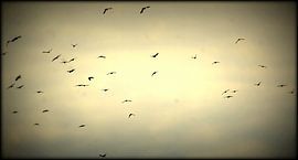 Freedom by Steffi Maes