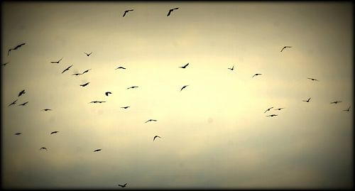 Freedom