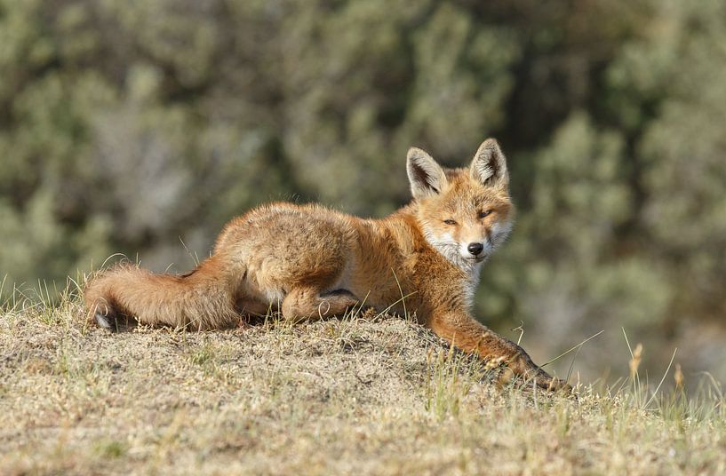 Liggende jonge vos van Menno Schaefer