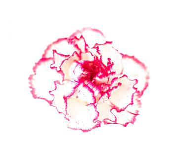 rosa/weiße Nelke von Wunderlust fotografie