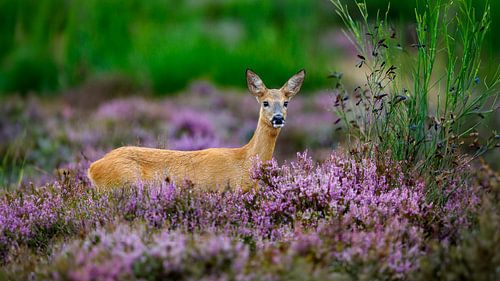 Ree op de paarse heide