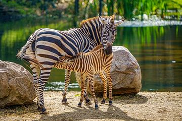 Zebra mit Jungen von Jean Weijnen