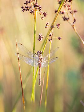 Libelle im Morgenlicht 2 von Maaike Munniksma