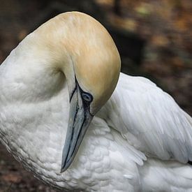 Gannet by Loek Lobel