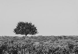 Minimalist black and white photo of a tree on the moors
