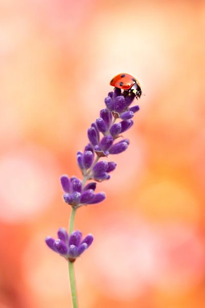 Summer ladybird by Andrea Hofstra