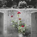 Rozen op begraafplaats van Jasper Scheffers thumbnail