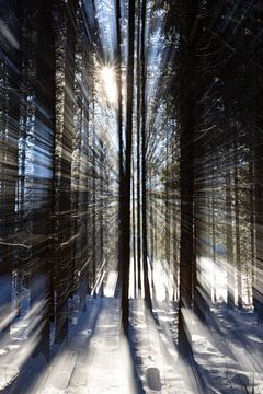Lumière dans la forêt