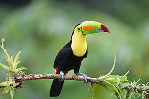 Oiseaux du Costa Rica : Toucan à bec jaune (Toucan à poitrine soufrée)