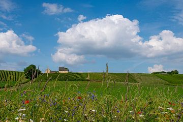 Weinberge Apostelhoeve, Süd-Limburg von Paula Ketz