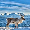Rentier am Meer vor schneebedeckten Bergen von Jürgen Ritterbach