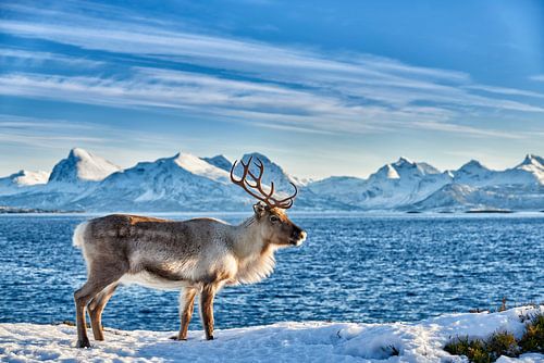 Reindeer in front of sea and snowy mountains