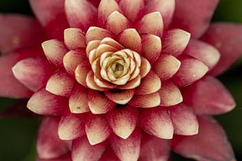 Bromelia