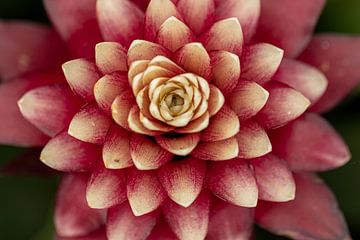 Bromelia sur Dimitri van den Berg