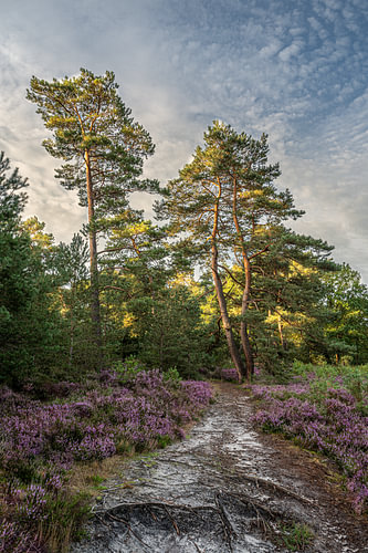 Scots pines on the flowering heathland during sunrise