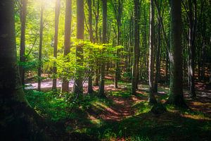 Belle lumière dans la forêt de hêtres. Toscane
