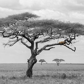 Leopard im Baum Serengeti Tansania von Esther Scherpenzeel