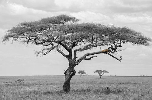 Leopard in tree Serengeti Tanzania