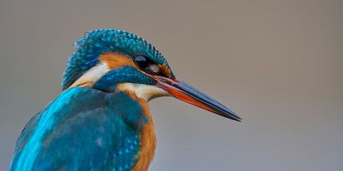 IJsvogel - Portret