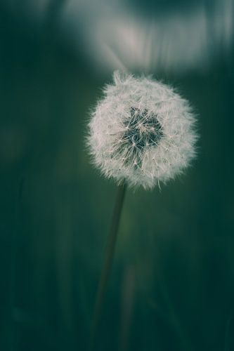 Paardebloem - Paardebloem