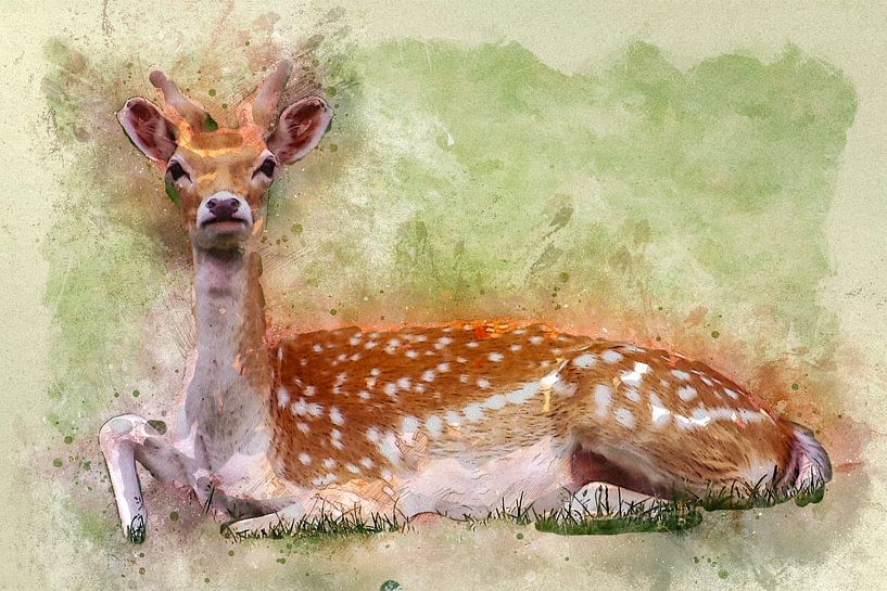 Damhirsch von Bert Quaedvlieg