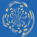 Dazzling Daisies von Caroline Lichthart Miniaturansicht