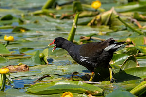 Common Moorhen Calling Amidst Lily Pads