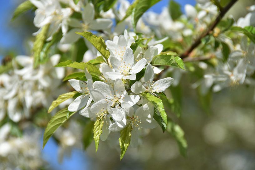 Blüte von Esther