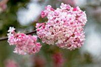 Inflorescence with open flowers of the winter snowball - Bodnant