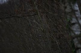 Koolmeesje in de winter von Melissa Rath