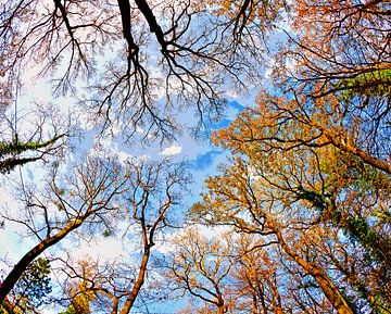 Skywards van Leopold Brix