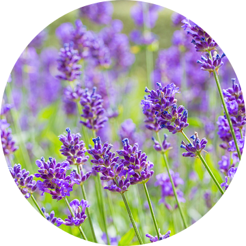 Paarse bloemen van lavendel in Hollands bloemenveld van Ben Schonewille