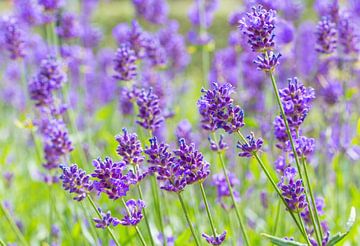 Paarse bloemen van lavendel in Hollands bloemenveld van Ben Schonewille