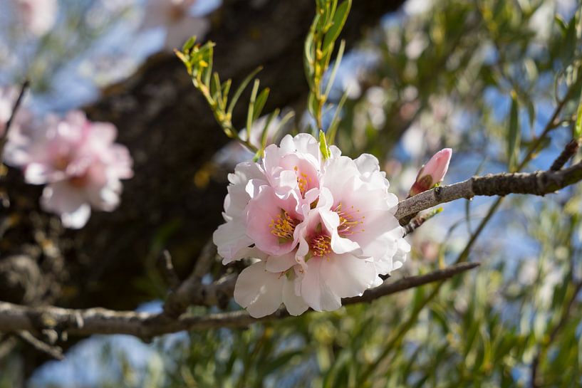 Mandelblüte 2, zartrosa Blüten im Frühling von Adriana Mueller