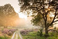 Pad over de heide