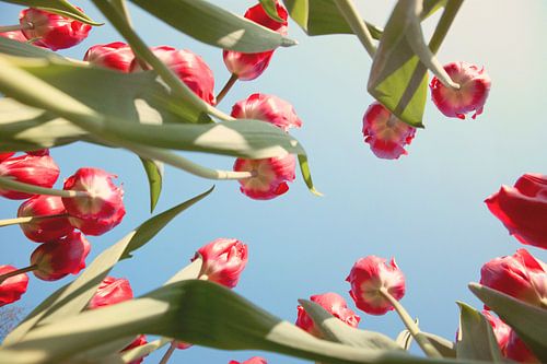 Rode tulpenveld van onderen