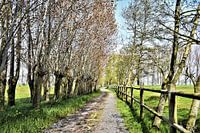 Walkway between the trees
